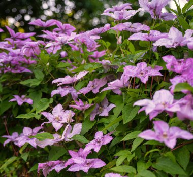 Clematis çiçeklerle dolu bahçede