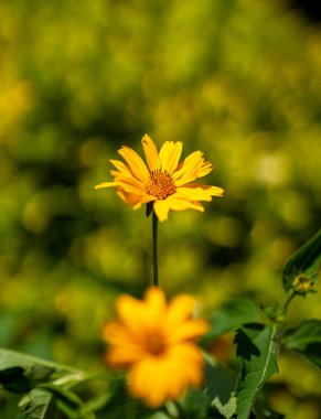 Bahçede güzel sarı bir çiçek