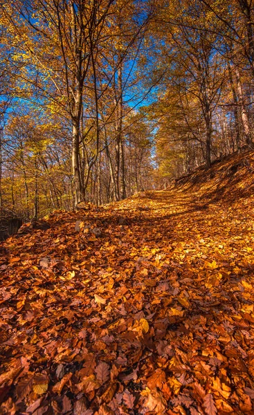 Bella Scena Autunnale Nella Foresta — Foto Stock