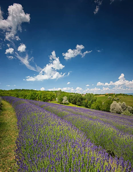 Niza Campo Lavanda Hungría Primavera —  Fotos de Stock