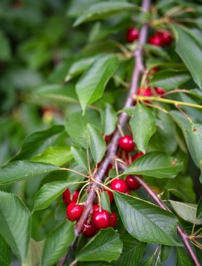 Yazın bahçede kiraz ağacı