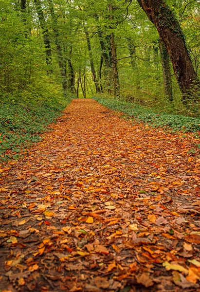 Bella Scena Autunnale Nella Foresta — Foto Stock