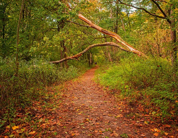 Fin Höstscen Skogen — Stockfoto