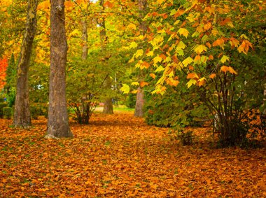Ormanda güzel bir sonbahar manzarası.