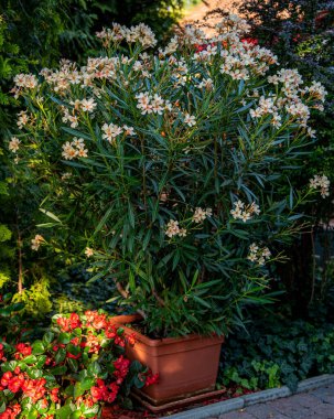 Yazın bahçede güzel zakkum olur.