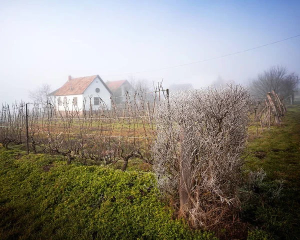 Vignoble Avec Maison Rurale Blanche Lac Balaton Hiver — Photo