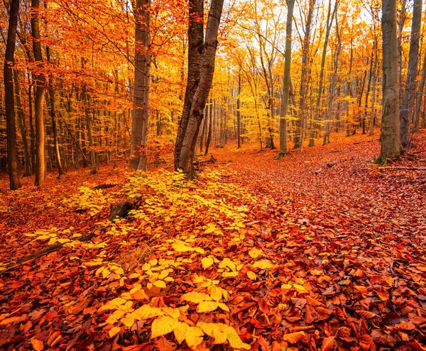 Fin Höstscen Skogen — Stockfoto