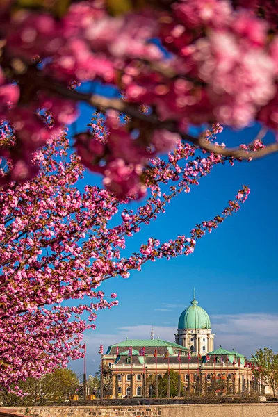 Καταπληκτικό Τοπίο Άνοιξη Buda Castle Royal Palace Στην Περιοχή Κάστρο — Φωτογραφία Αρχείου