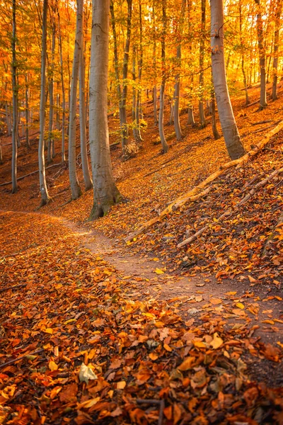 Fin Höstscen Skogen — Stockfoto