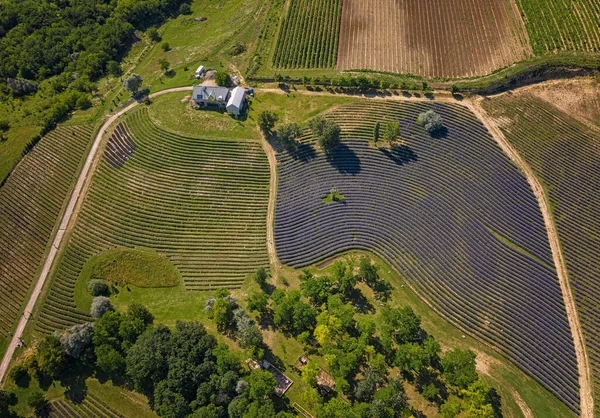 Schönes Lavendelfeld Ungarn Frühling — Stockfoto