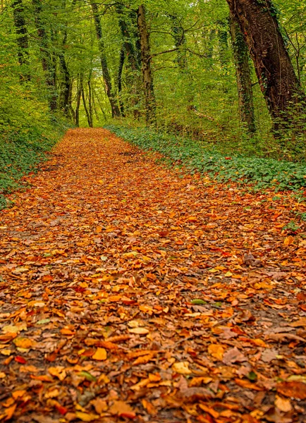 森の中の素敵な秋のシーン — ストック写真
