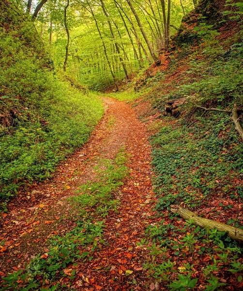 Fin Höstscen Skogen — Stockfoto