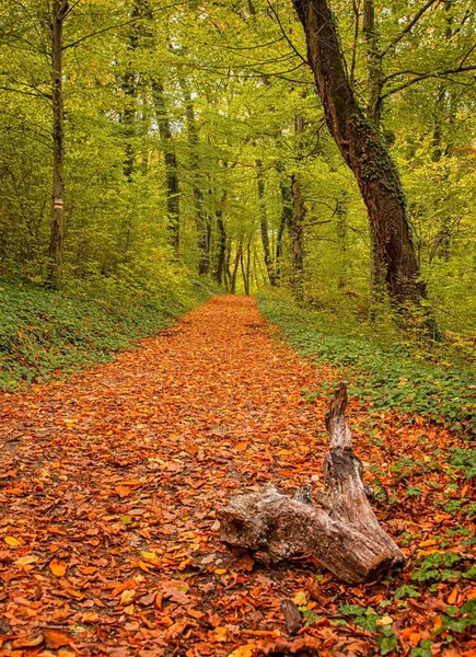 Fin Höstscen Skogen — Stockfoto