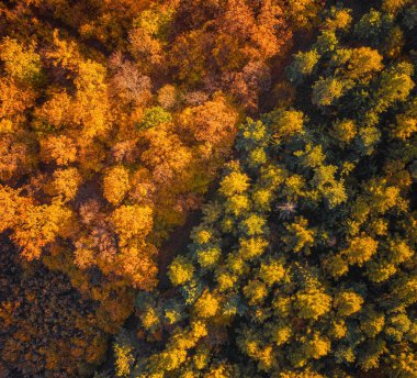 Ormanda sonbahar havası.