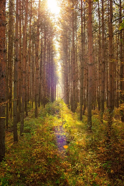 Fin Höstscen Skogen — Stockfoto