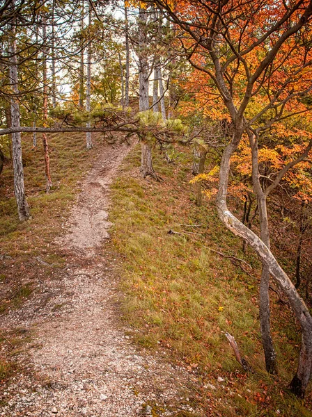Ormanda Güzel Bir Sonbahar Manzarası — Stok fotoğraf