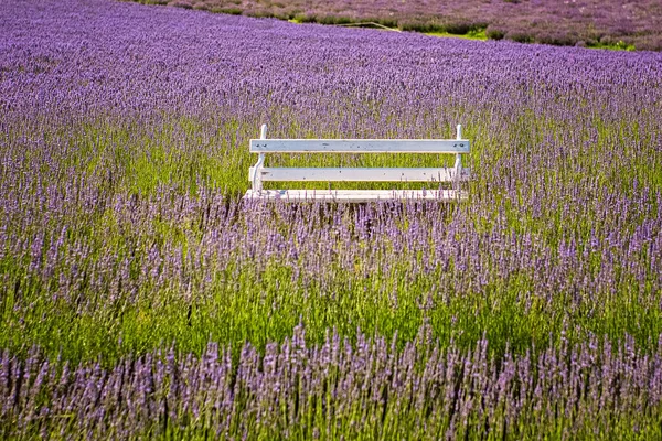 Campo Lavanda Agradável Hungria Primavera — Fotografia de Stock