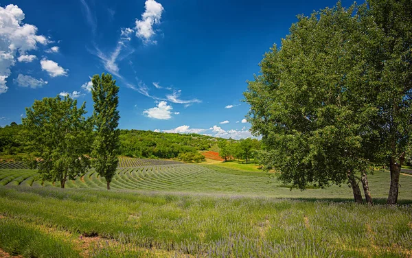 Mooi Lavendelveld Hongarije Het Voorjaar — Stockfoto