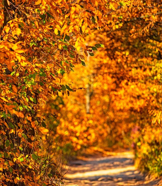 Percorso Nella Foresta Autunno — Foto Stock