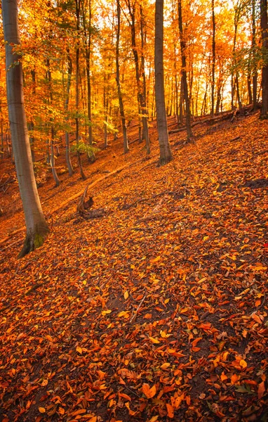 Vägen Skogen Hösten — Stockfoto