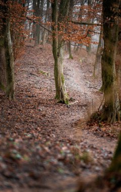 Kışın ormanda yol.