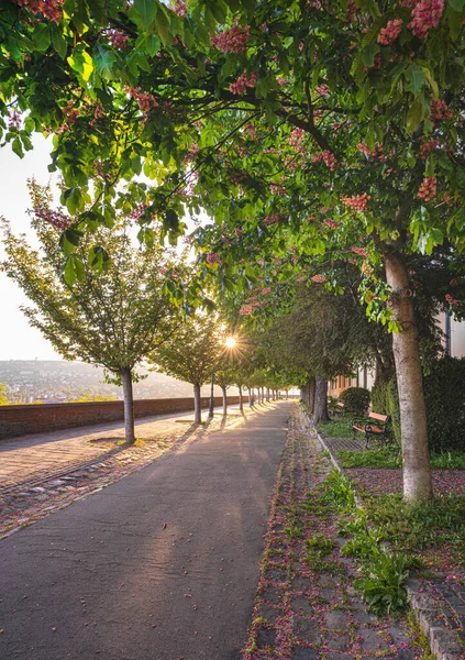 Cerejeiras Arpad Toth Promenade Budapeste — Fotografia de Stock