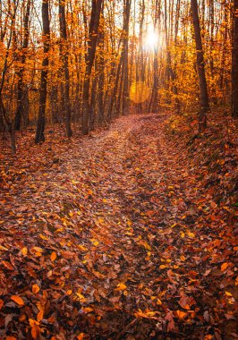 Sonbaharda ormanda patika