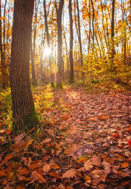 Sonbaharda ormanda patika