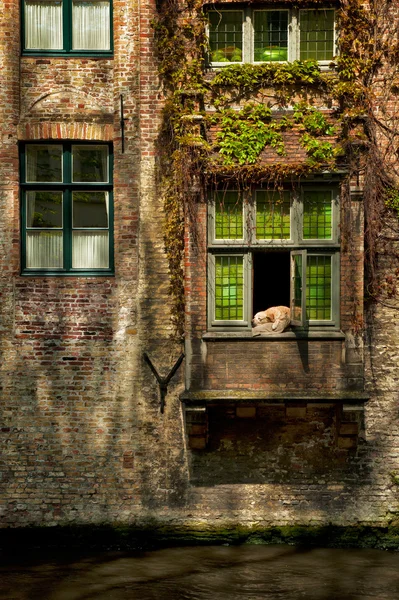 Hond in venster op huis in Brugge — Stockfoto