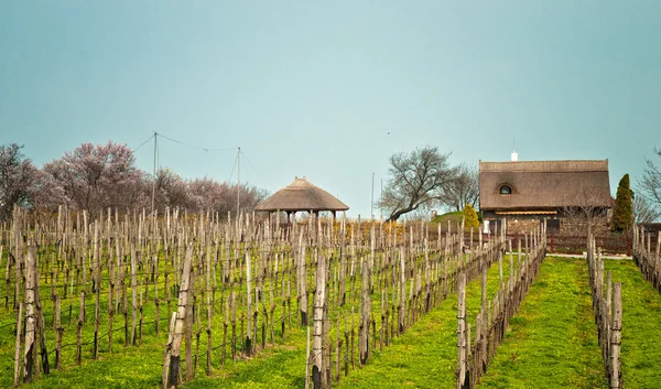 Vignoble en Toscane, Italie — Photo