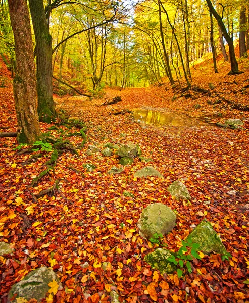 Floresta no Outono — Fotografia de Stock