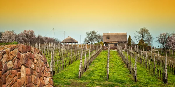 Виноградный пейзаж с подвалом — стоковое фото