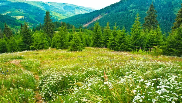 Campo con fiori in montagna — Foto Stock