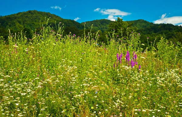 Veld met bloemen in de bergen — Stockfoto