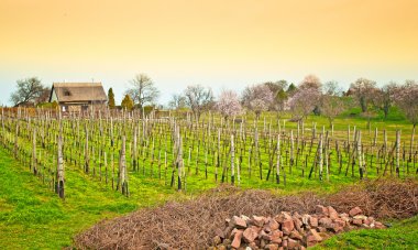 Bağ satır görüntülemek