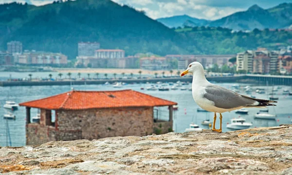 Gaivota na rocha perto do mar — Fotografia de Stock