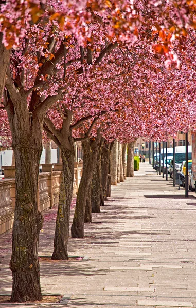 Cherry bomen — Stockfoto