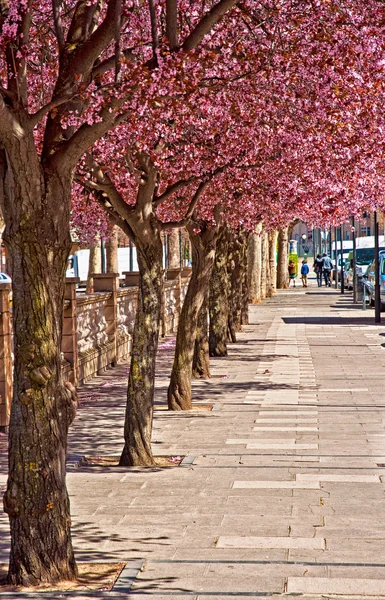 Cherry bomen — Stockfoto