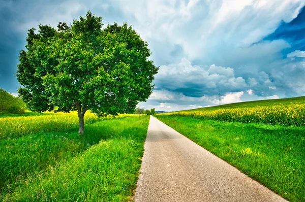 Strada nel campo — Foto Stock