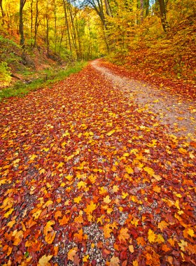iz ile sonbahar park