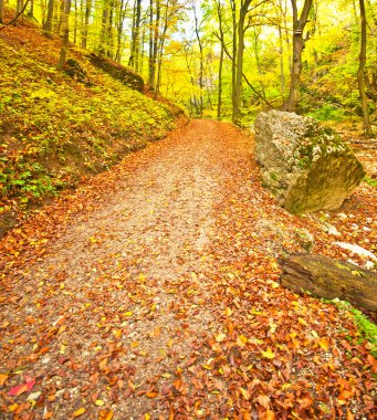 iz ile sonbahar park