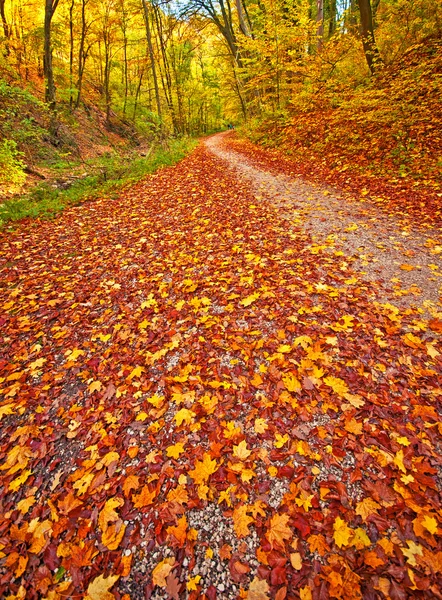 Autumn park with trail — Stock Photo, Image