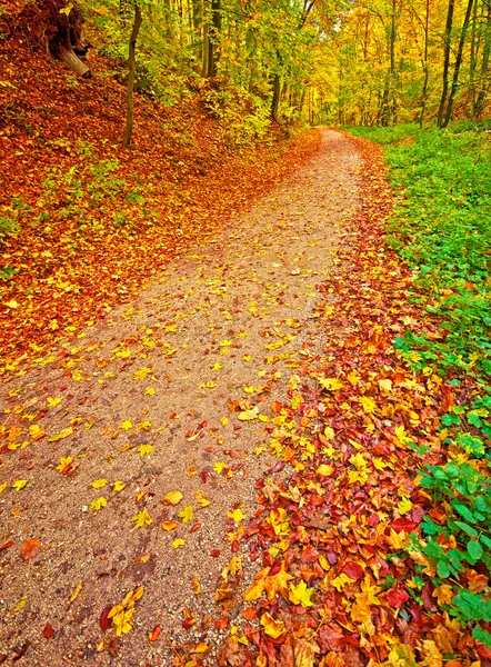 秋の公園歩道 — ストック写真