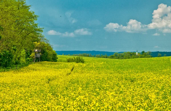 Colorful field of rapeseed — Stock Photo, Image