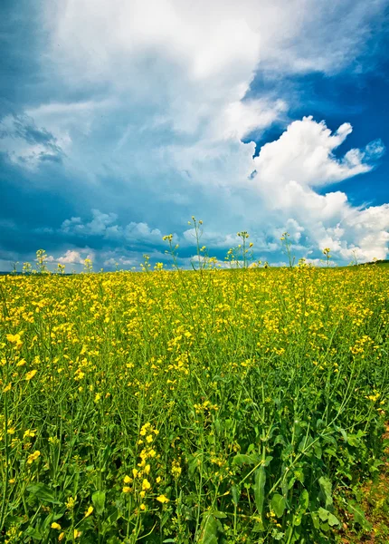Colorful field of rapeseed — Stock Photo, Image