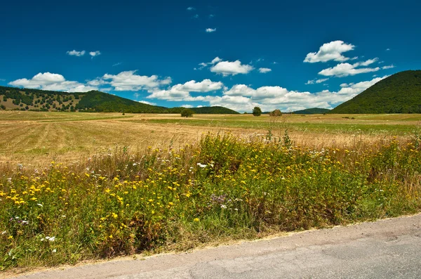 Mooi veld met bloemen — Stockfoto