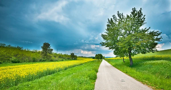 Nice field with flowers — Stock Photo, Image