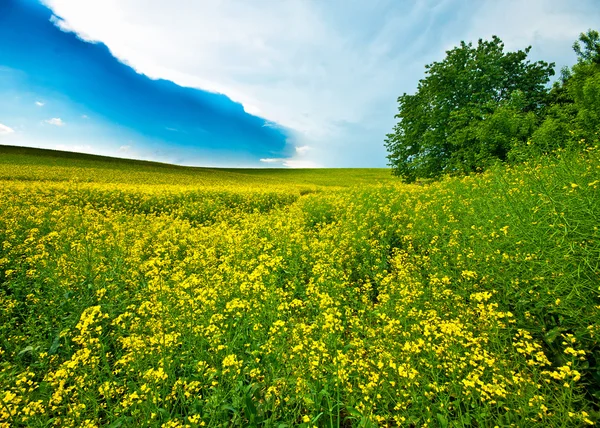 Kleurrijke gebied van koolzaad — Stockfoto