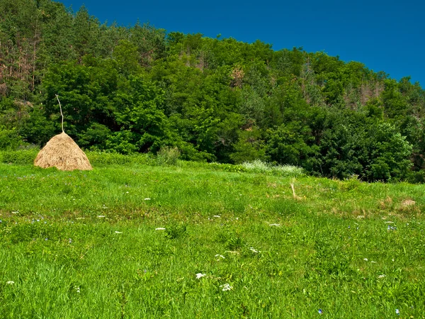 Žok sena zahrnutý — Stock fotografie