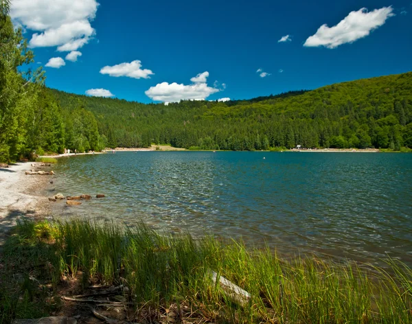 Прекрасне озеро влітку — стокове фото